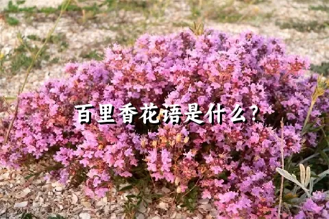 百里香花语是什么？