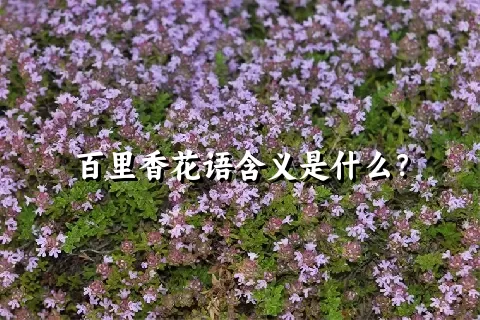 百里香花语含义是什么？