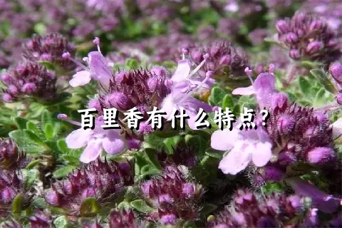 百里香有什么特点？