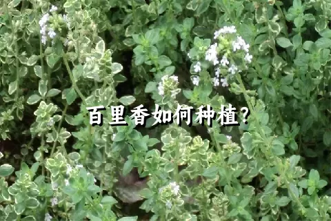 百里香如何种植？