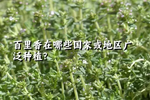 百里香在哪些国家或地区广泛种植？