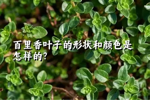 百里香叶子的形状和颜色是怎样的？