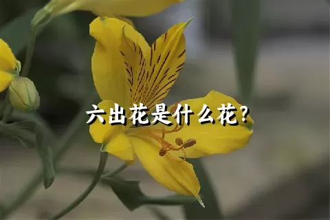 六出花是什么花？