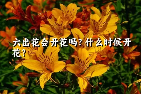 六出花会开花吗？什么时候开花？