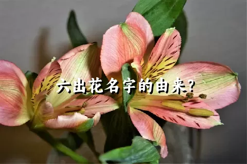 六出花名字的由来？