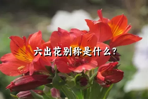 六出花别称是什么？