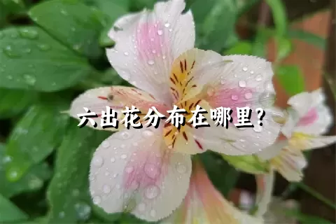 六出花分布在哪里?