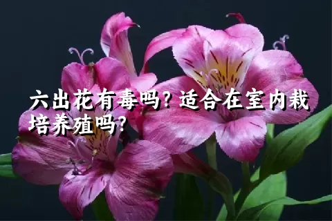 六出花有毒吗？适合在室内栽培养殖吗？