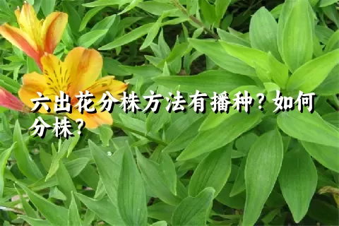 六出花分株方法有播种？如何分株？