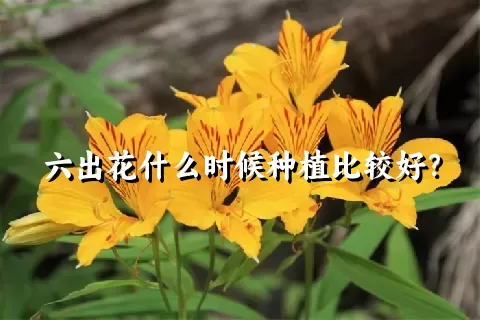 六出花什么时候种植比较好？