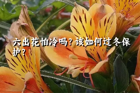 六出花怕冷吗？该如何过冬保护？