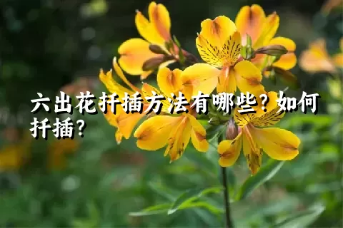 六出花扦插方法有哪些？如何扦插？