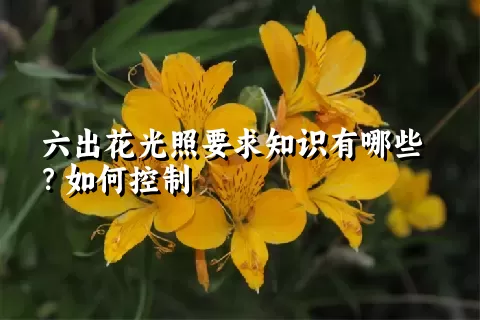 六出花光照要求知识有哪些？如何控制