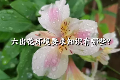 六出花环境要求知识有哪些？