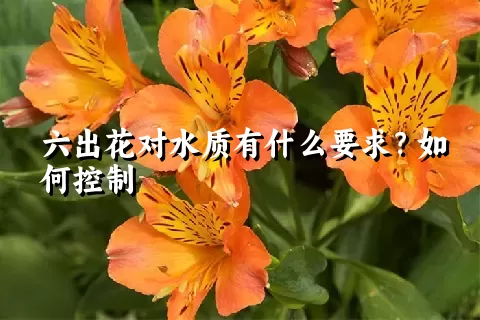 六出花对水质有什么要求？如何控制