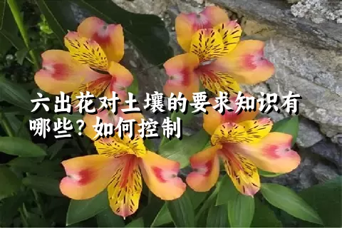 六出花对土壤的要求知识有哪些？如何控制