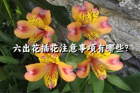 六出花插花注意事项有哪些？