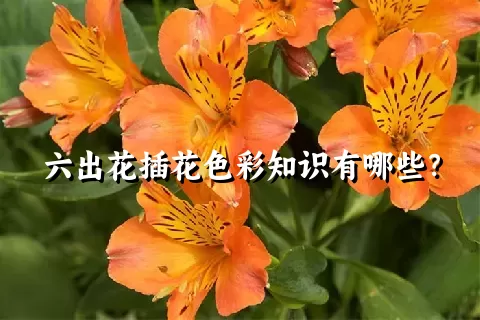 六出花插花色彩知识有哪些？