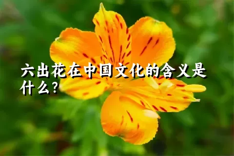 六出花在中国文化的含义是什么？