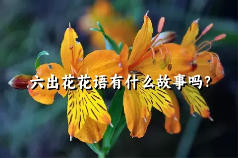 六出花花语有什么故事吗？