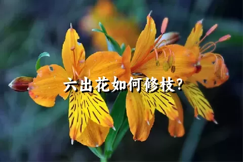 六出花如何修枝？