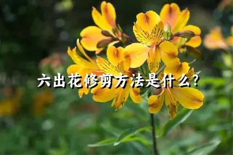 六出花修剪方法是什么？