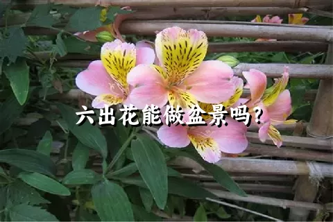 六出花能做盆景吗？