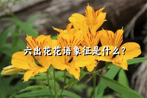 六出花花语象征是什么？