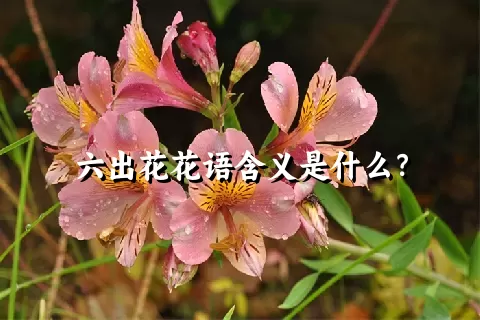 六出花花语含义是什么？