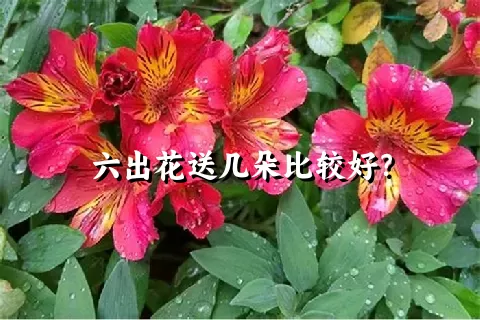 六出花送几朵比较好？