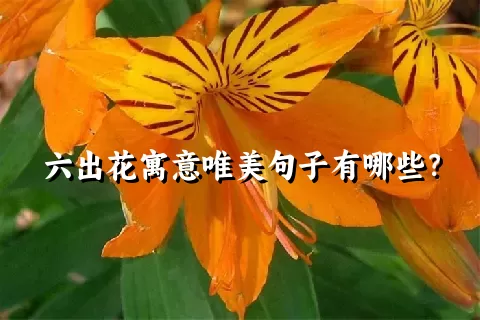 六出花寓意唯美句子有哪些？