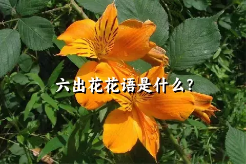 六出花花语是什么？