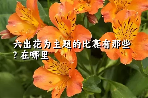 六出花为主题的比赛有那些？在哪里