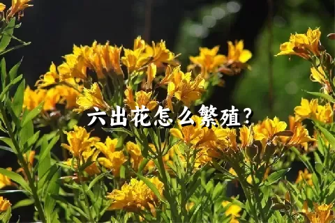 六出花怎么繁殖？