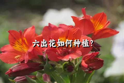 六出花如何种植？