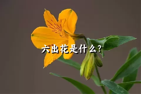 六出花是什么？