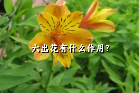 六出花有什么作用？