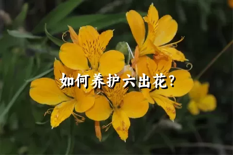 如何养护六出花？