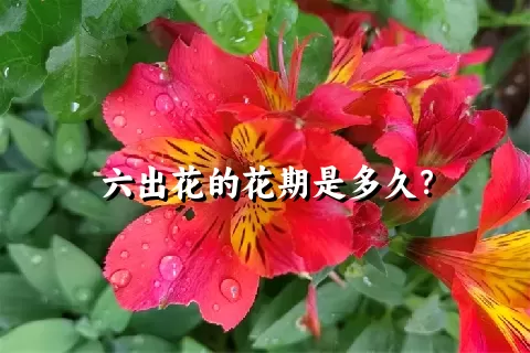 六出花的花期是多久？