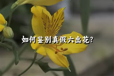 如何鉴别真假六出花？