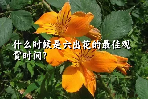 什么时候是六出花的最佳观赏时间？