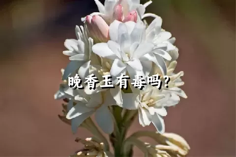 晚香玉有毒吗？