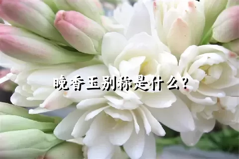 晚香玉别称是什么？