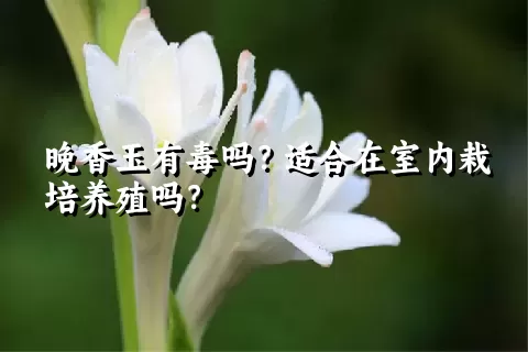 晚香玉有毒吗？适合在室内栽培养殖吗？