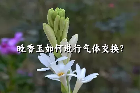 晚香玉如何进行气体交换？