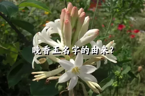 晚香玉名字的由来？