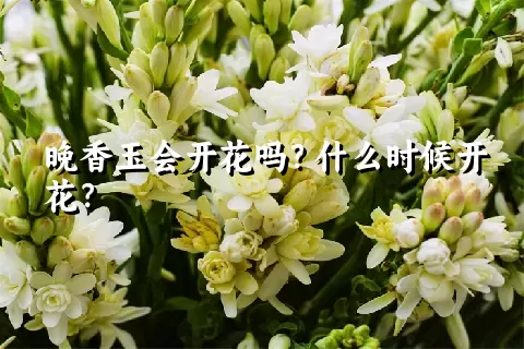 晚香玉会开花吗？什么时候开花？