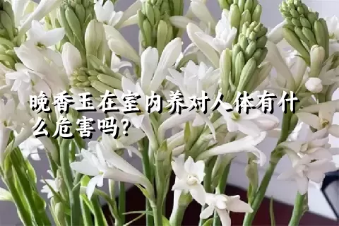 晚香玉在室内养对人体有什么危害吗？