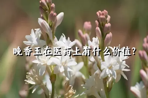 晚香玉在医药上有什么价值？