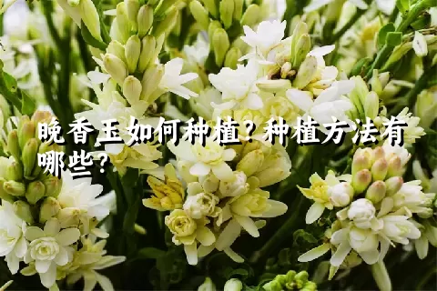 晚香玉如何种植？种植方法有哪些？